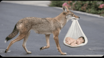 Leftist understanding of a Coyote bringing a baby across border.png