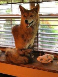 Yote mount.jpg