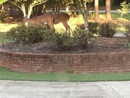 IMG_1768.jpeg