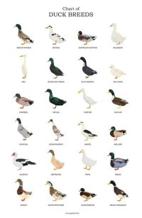 Duck Hunters.jpg