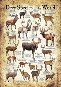 Deer Species.jpg