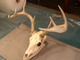 a deer skull 3-14 ang.JPG