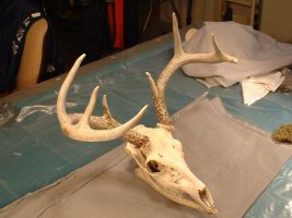 a deer skull 3-14 left ang.JPG