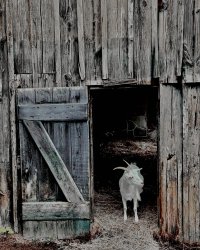 The Old Goat.jpeg