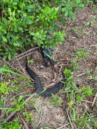 Cottonmouth.jpg