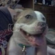 MnBulldog