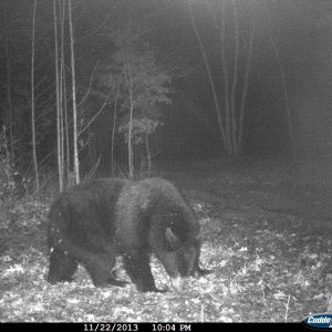 Food plot bear.jpg